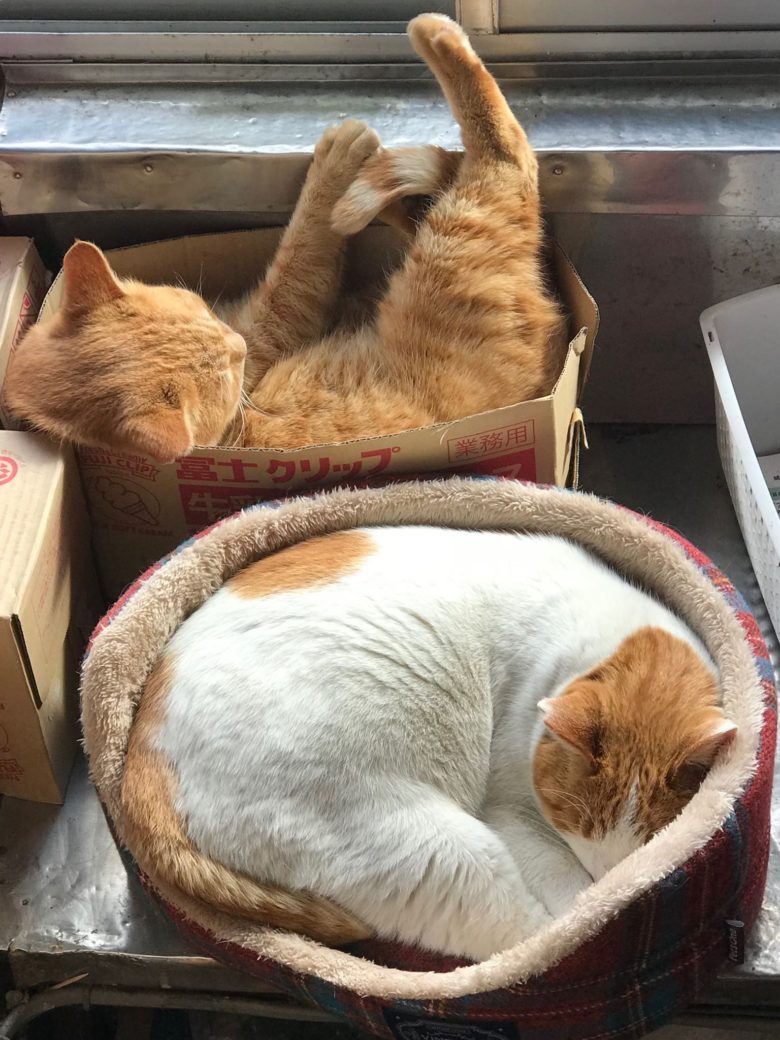 ソフトクリームと海鮮丼♪ねこ(=^・^=) ロングライドにチャレンジ 湘南&三浦半島80km 実施