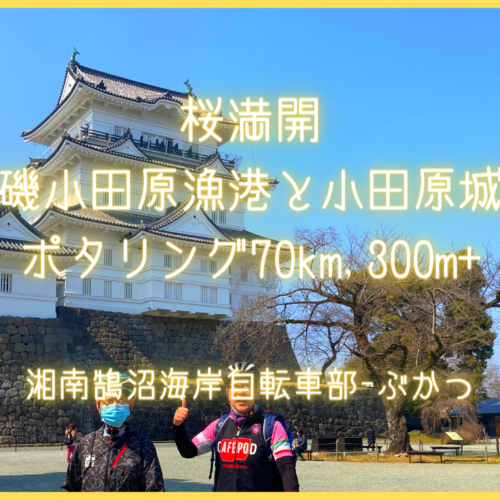 桜満開、湘南大磯小田原漁港と小田原城めぐりポタリング 70km, 300m+