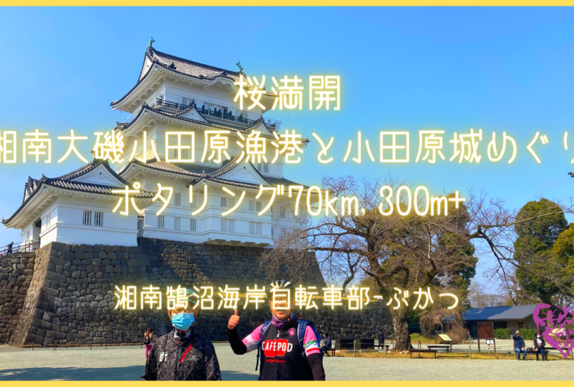 桜満開、湘南大磯小田原漁港と小田原城めぐりポタリング 70km, 300m+