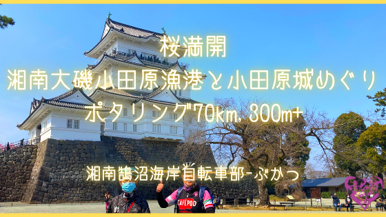 桜満開、湘南大磯小田原漁港と小田原城めぐりポタリング 70km, 300m+